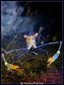 Smiling shrimp, G11 by Nonna Pokras 
